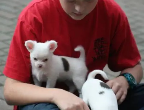 Chihuahua Babys mit papieren ,