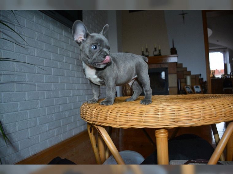 Wunderschöne Französische Bulldoggen Welpen
