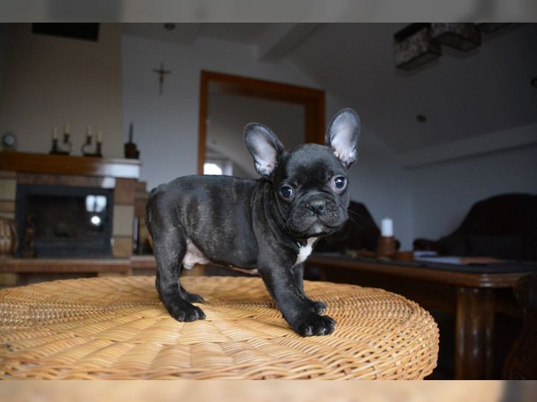 Wunderschöne Französische Bulldoggen Welpen