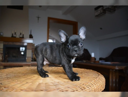 Wunderschöne Französische Bulldoggen Welpen