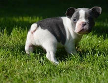 Wunderschöne Französische Bulldoggen Welpen