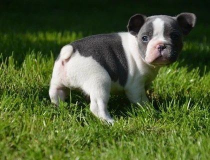 Wunderschöne Französische Bulldoggen Welpen