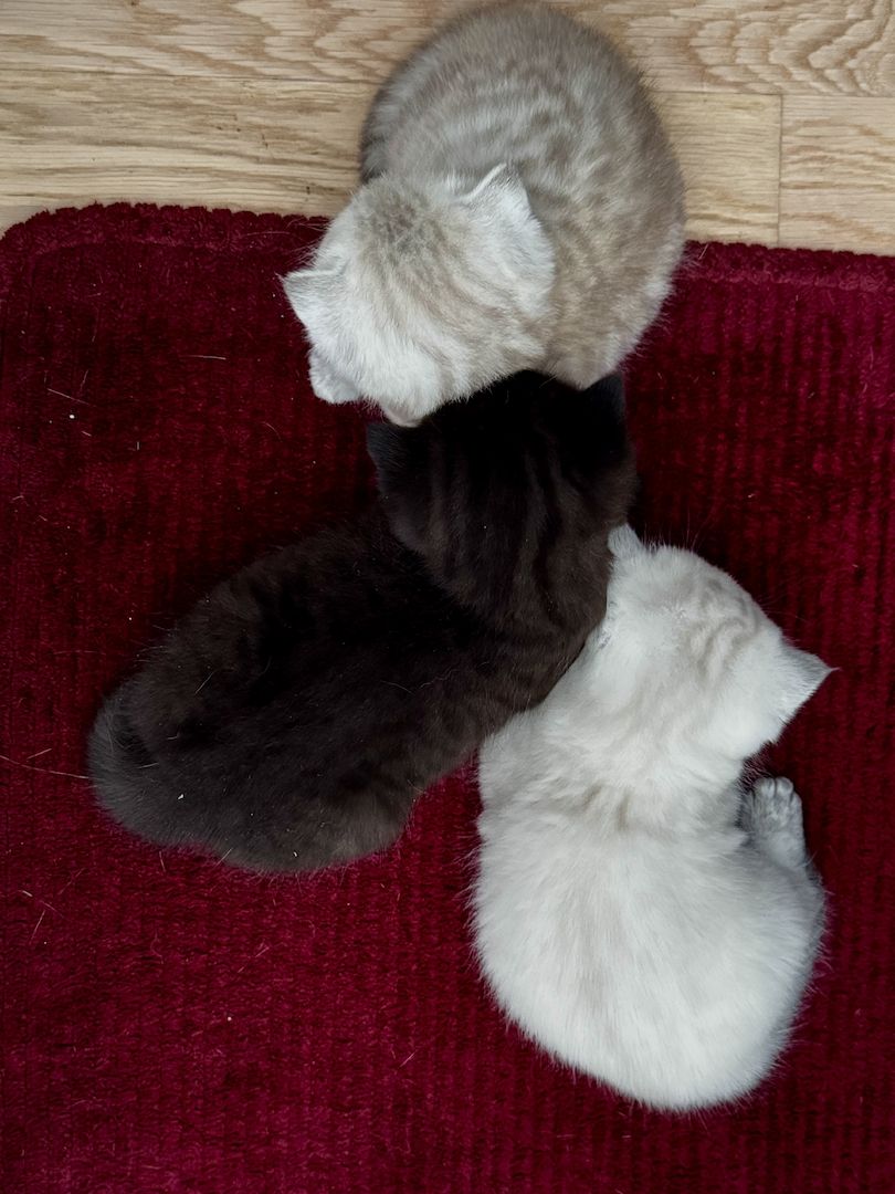 Ab 23.12 BKH (British Kurzhaar) Kitten