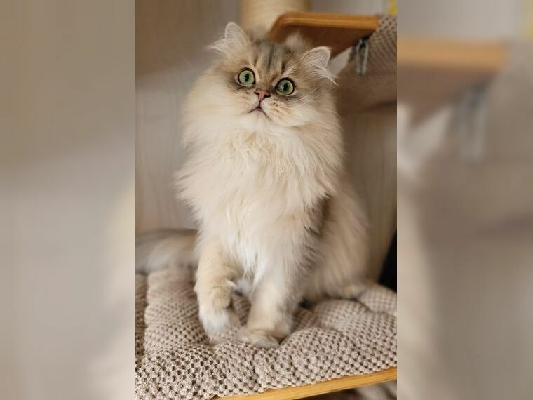 Katze Lapka 🐈 Katze Lapka 🐈