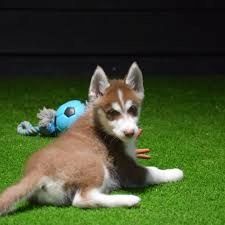 Siberian Husky Welpen