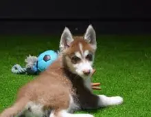 Siberian Husky Welpen