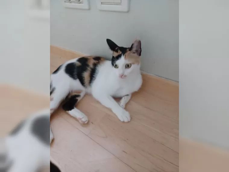 Katze Tabby Katze Tabby