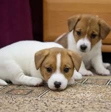 Jack Russel Terrier