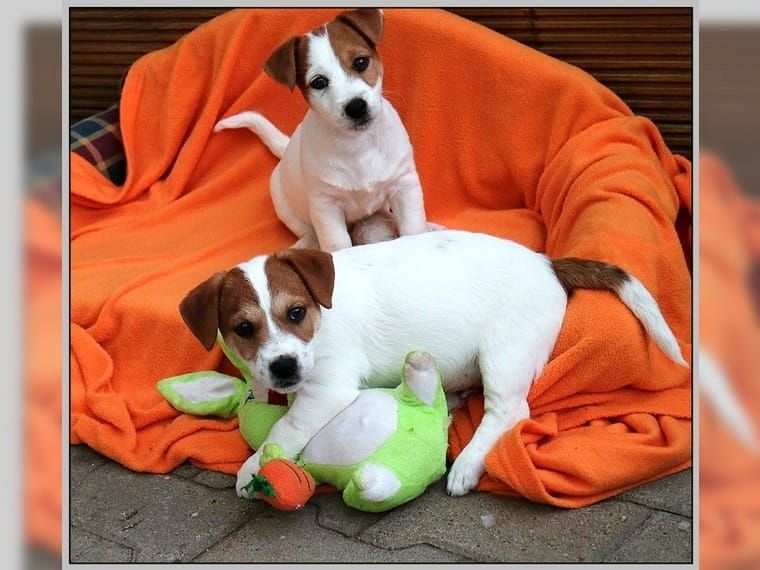 Jack Russell Terrier Welpen Jack Russell Terrier Welpen