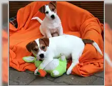 Jack Russell Terrier Welpen