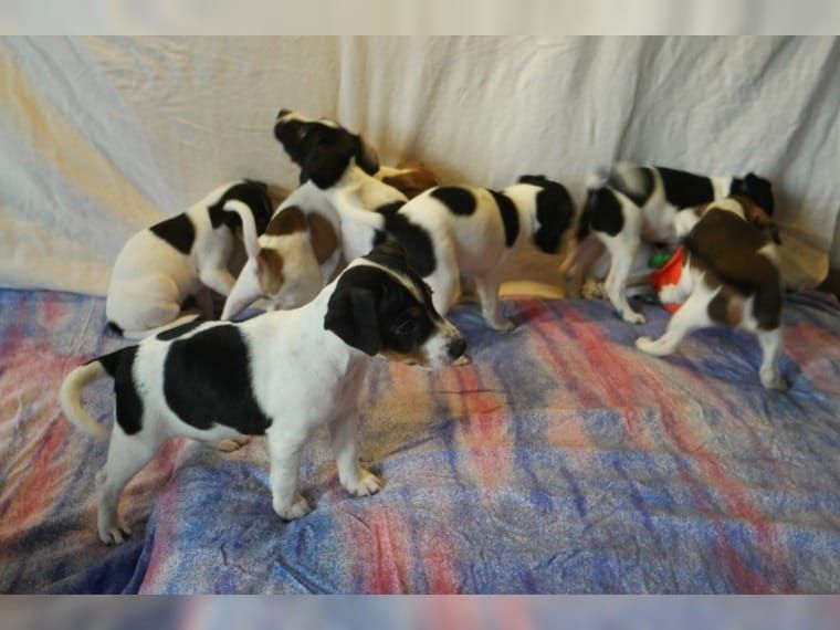 Jack Russell Terrier Welpen
