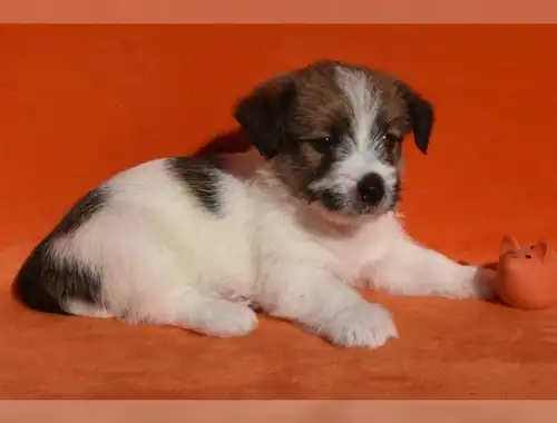 Jack Russel Terrier