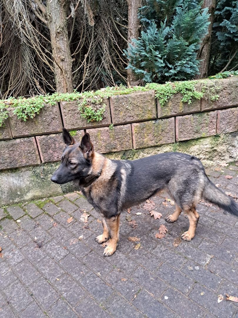 Altdeutsche Schäferhundwelpen