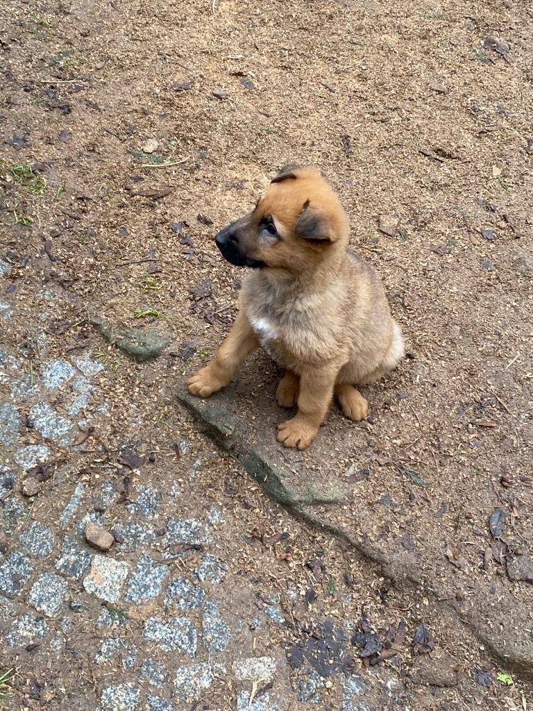 Altdeutsche Schäferhundwelpen