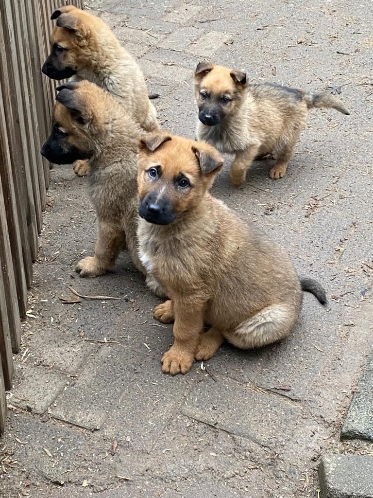 Altdeutsche Schäferhundwelpen