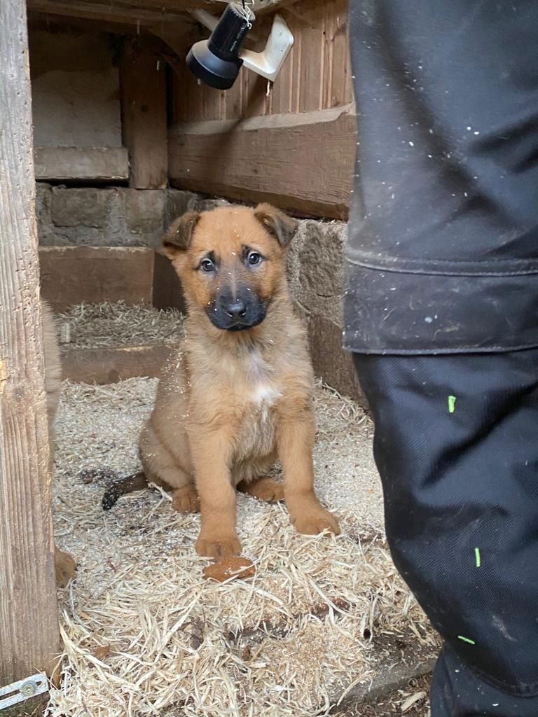 Altdeutsche Schäferhundwelpen