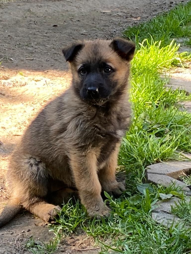 Altdeutsche Schäferhundwelpen