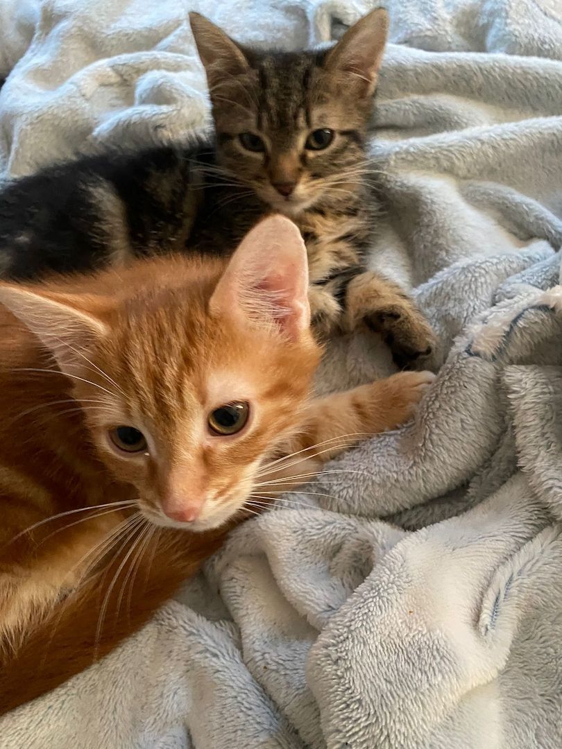 Hauskatzen abzugeben