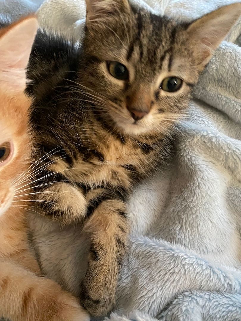 Hauskatzen abzugeben