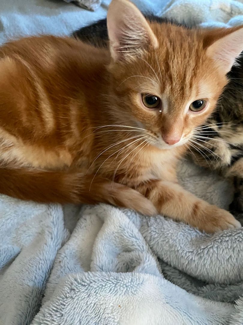 Hauskatzen abzugeben