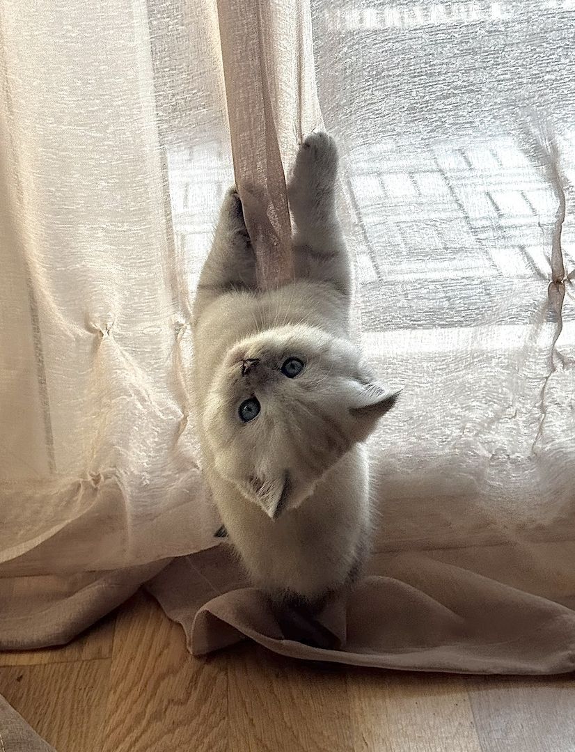 Ab 23.12 BKH (British Kurzhaar) Kitten