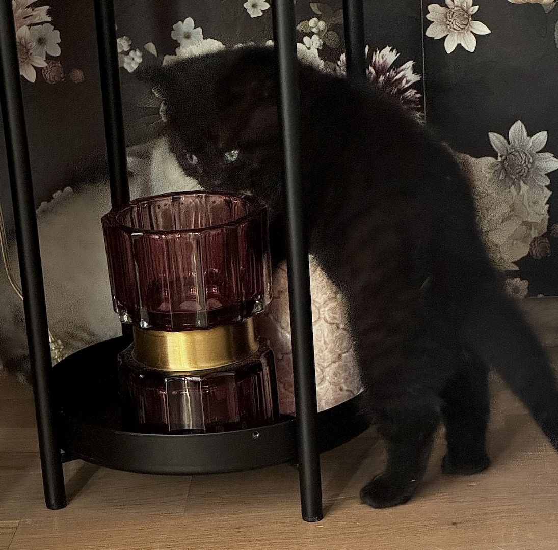 Ab 23.12 BKH (British Kurzhaar) Kitten