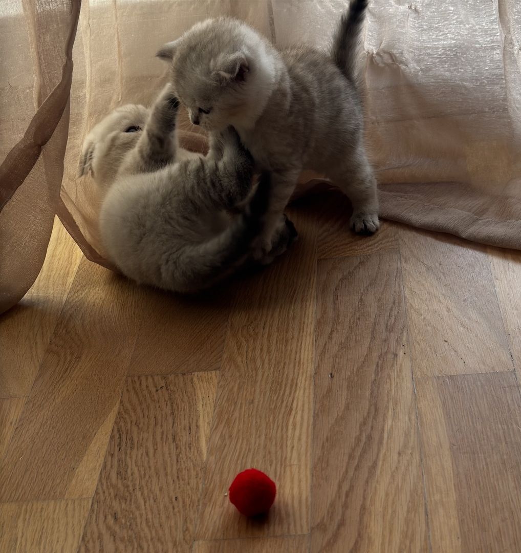 Ab 23.12 BKH (British Kurzhaar) Kitten