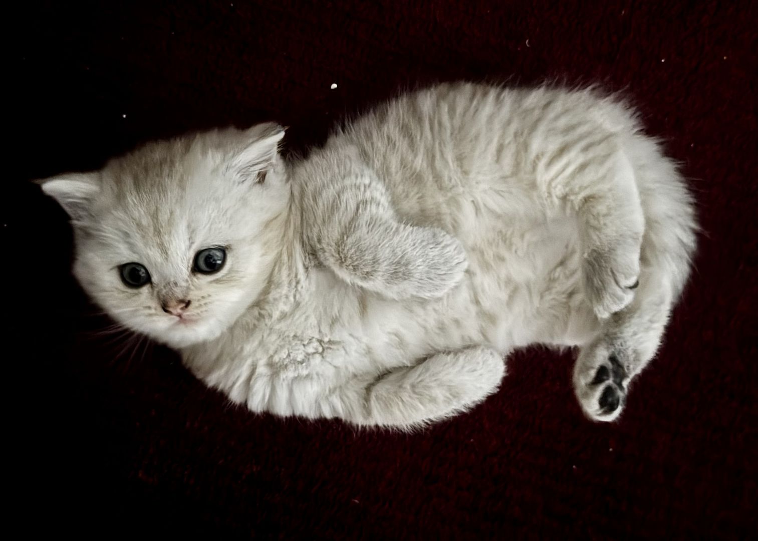 Ab 23.12 BKH (British Kurzhaar) Kitten