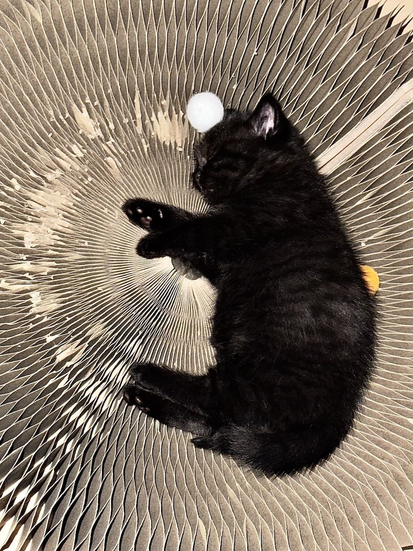 Ab 23.12 BKH (British Kurzhaar) Kitten