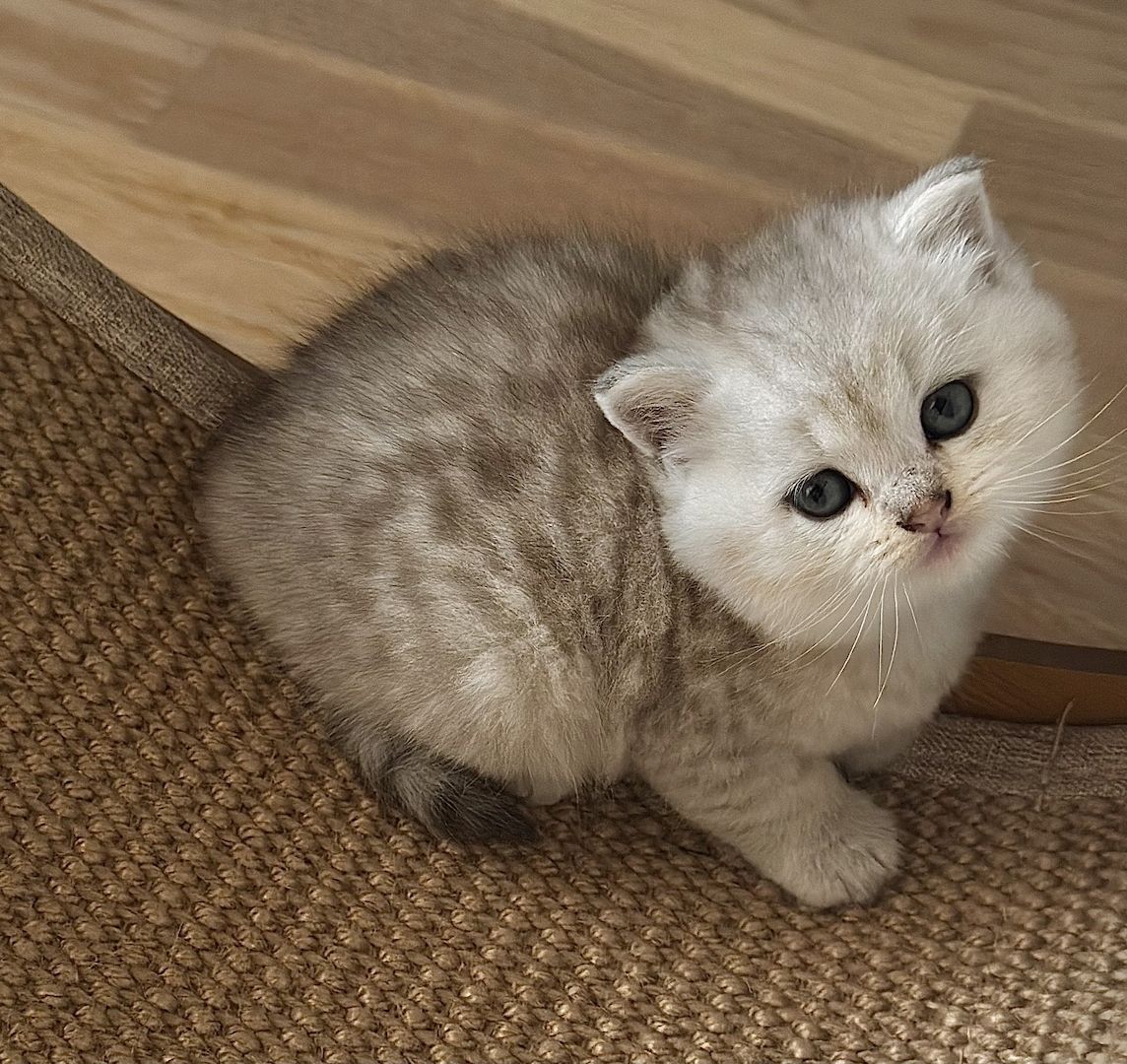 Ab 23.12 BKH (British Kurzhaar) Kitten
