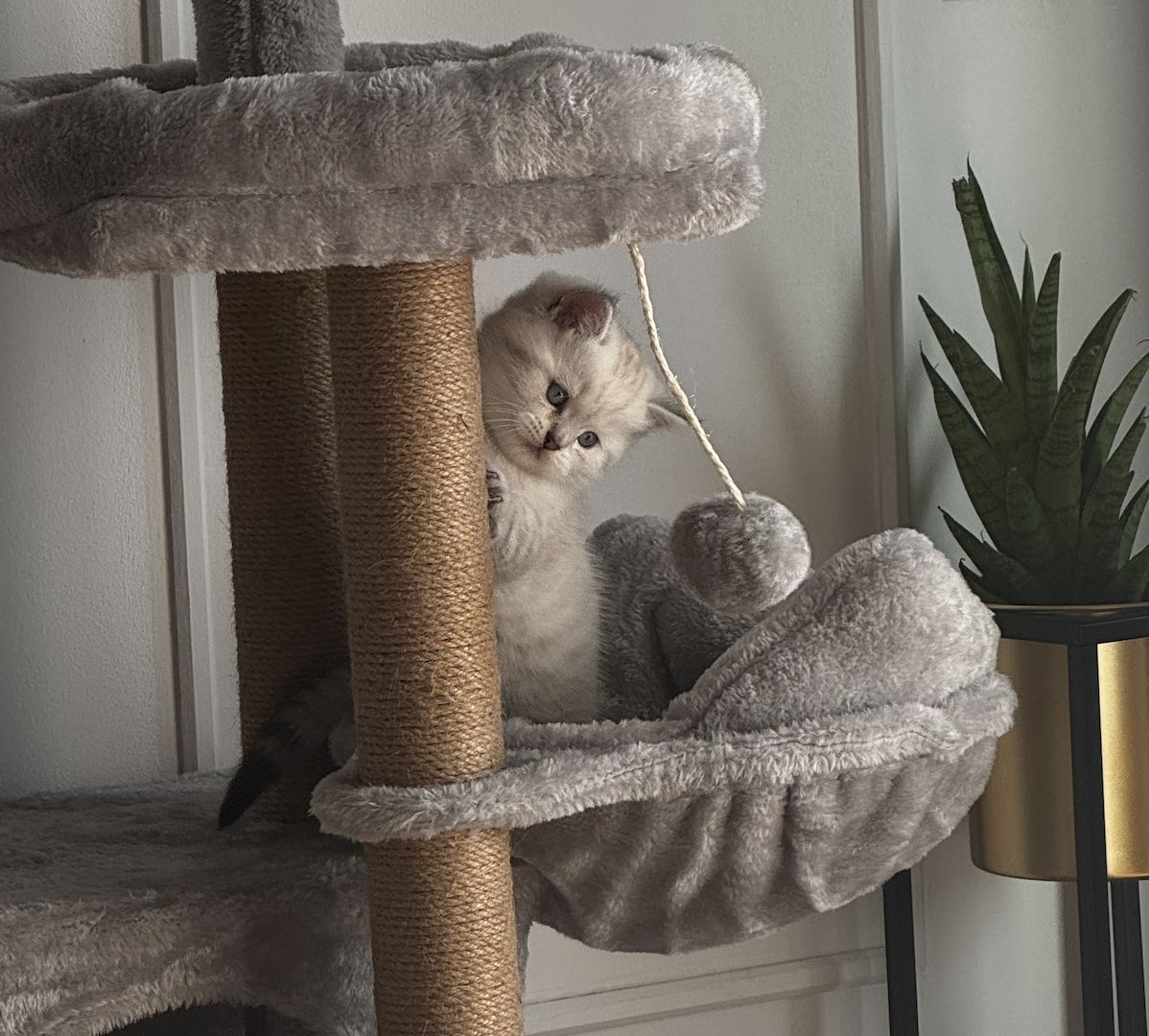 Ab 23.12 BKH (British Kurzhaar) Kitten