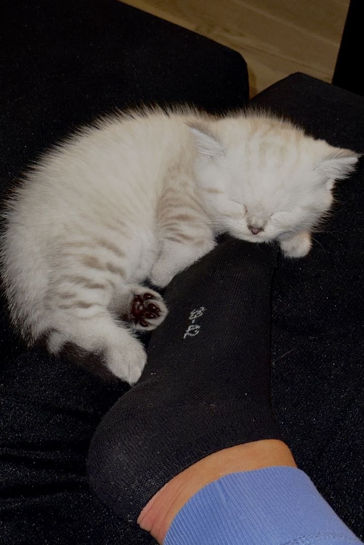 Ab 23.12 BKH (British Kurzhaar) Kitten