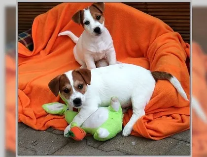 Jack Russell Terrier Welpen cxvxc