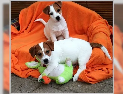 Jack Russell Terrier Welpen cxvxc