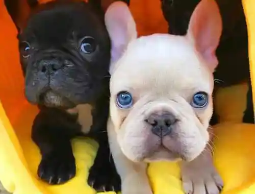 Französische Bulldogge Welpen .