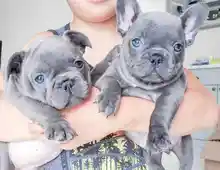 französische Bulldoggen Welpen ,,