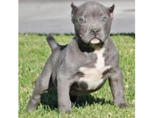 ErhältlichAmerican Blue-Line Pit Bull Terrier Welpen  whatsapp Nummer (+37069673271)