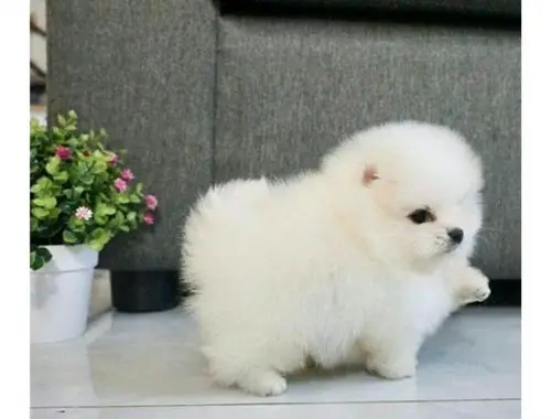 Pomeranian Zwergspitz welpen WHATSAPP:+4915217519459