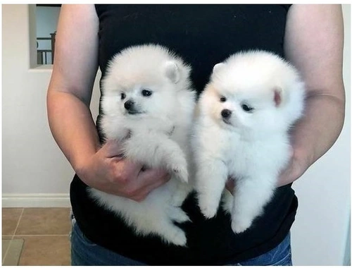 Erhältlich Mini Zwergspitz Pomeranian BOO welpen mit Papieren vdszv