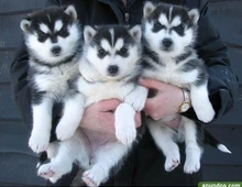 Reinrassige Siberian Husky Welpen ,, ccxc