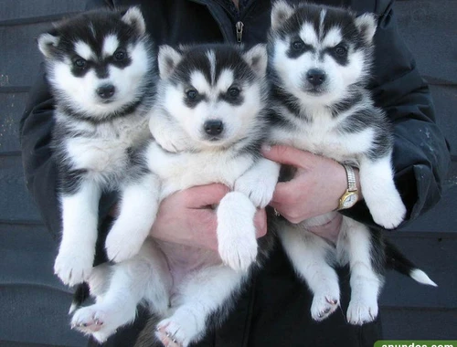 Reinrassige Siberian Husky Welpen ,, ccxc