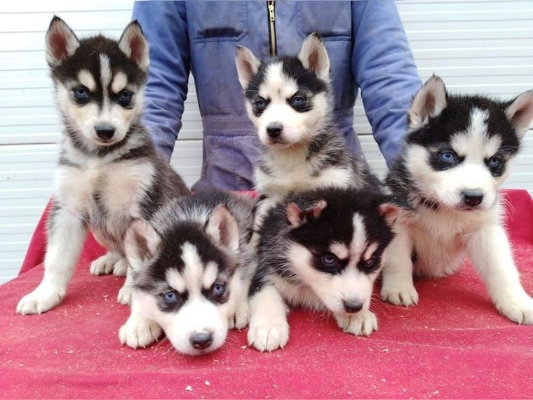 Reinrassige Siberian Husky Welpen