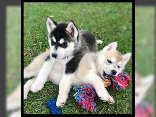 Siberian Husky Welpen