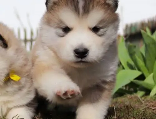 Alaskan Malamute welpen suchen neues Zuhause