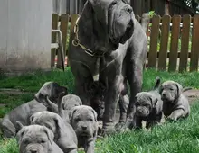 Wunderschöne Cane Corso welpen