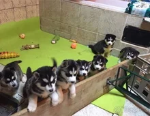 Siberian Husky WHATSAPP..+4915217519768