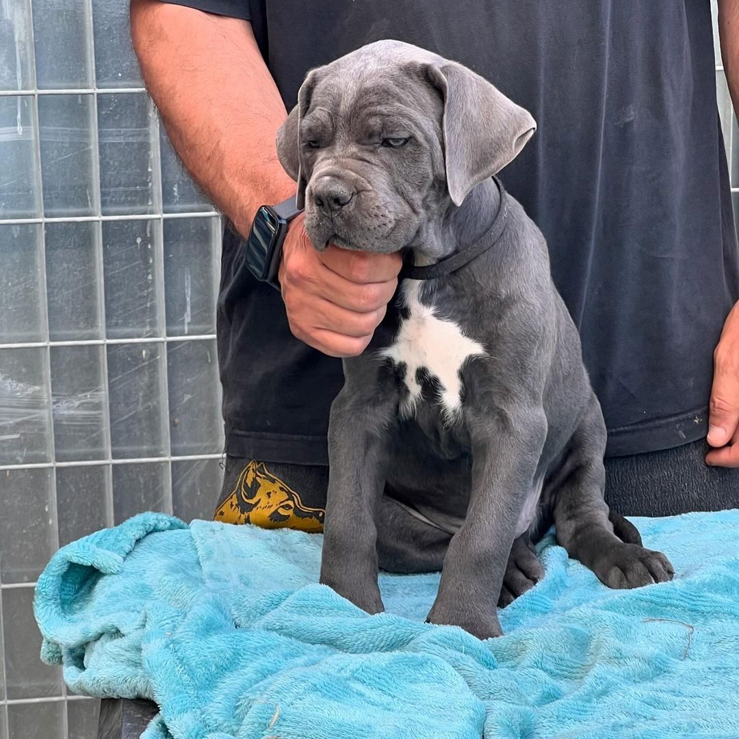 Cane Corso Welpen zu verkaufen