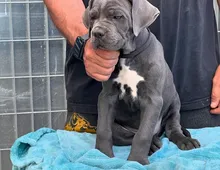 Cane Corso Welpen zu verkaufen