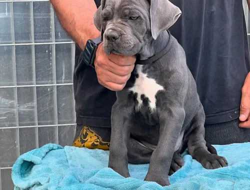 Cane Corso Welpen zu verkaufen