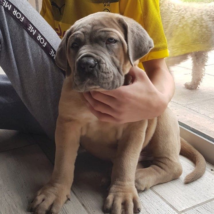 Cane Corso Welpen zu verkaufen